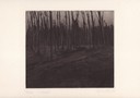 Müller_hm020_wald